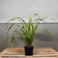 Hedges Direct Phormium 'Yellow Wave' 3L Garden Shrub