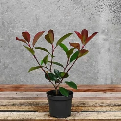 Hedges Direct Photinia 'Red Robin' 20cm Starter Plants Pack Of 18