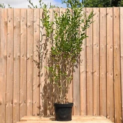 Hedges Direct Privet 1.5m Height Native Hedge Plant