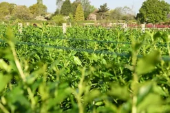 Hedges Direct Privet 1m Height Native Hedge Plant -Outlet Green Shrub Hub Store hedges direct privet 1m height native hedge plant5056684001807 03c MP