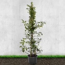 Hedges Direct Pyracantha Red 70cm Height Evergreen Hedge Plant -Outlet Green Shrub Hub Store hedges direct pyracantha red 70cm height evergreen hedge plant5056684001852 03c MP