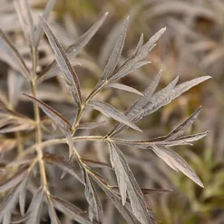 Hedges Direct Sambucus 'Black Lace' Garden Shrub -Outlet Green Shrub Hub Store hedges direct sambucus black lace garden shrub5056684004686 03c MP