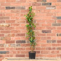 Hedges Direct Star Jasmine 1m Garden Shrub -Outlet Green Shrub Hub Store hedges direct star jasmine 1m garden shrub5056684002804 03c MP