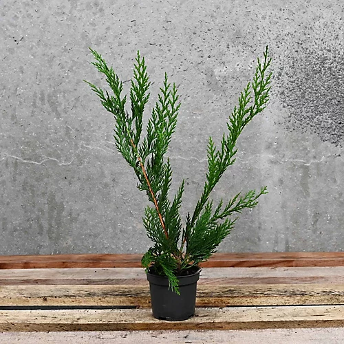 Hedges Direct Western Red Cedar 40cm Starter Plants Pack Of 18 1 Hedges Direct Western Red Cedar 40cm Starter Plants Pack Of 18