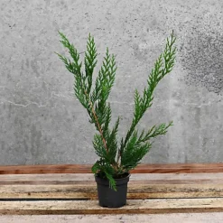 Hedges Direct Western Red Cedar 40cm Starter Plants Pack Of 9