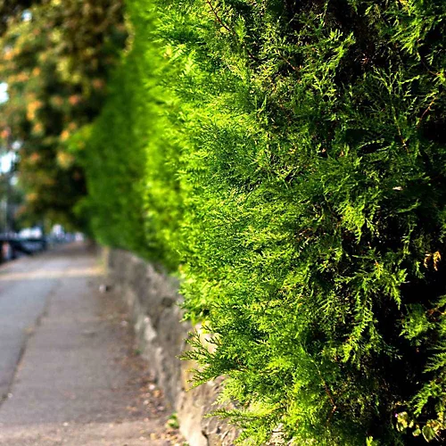 Hedges Direct Western Red Cedar 40cm Starter Plants Pack Of 9 2 Hedges Direct Western Red Cedar 40cm Starter Plants Pack Of 9 - Image 2