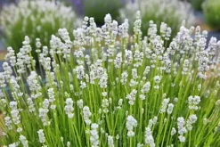 Hedges Direct White Lavender 10cm Garden Shrub Pack Of 6