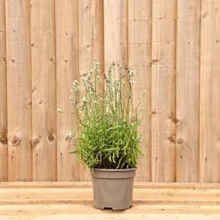 Hedges Direct White Lavender 10cm Garden Shrub Pack Of 6 5 Hedges Direct White Lavender 10cm Garden Shrub Pack Of 6 -Outlet Green Shrub Hub Store hedges direct white lavender 10cm garden shrub pack of 65056684003948 03c MP