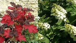 Hydrangea Quercifolia Snow Queen 2-3ft Large Supplied In A 3 Litre Pot