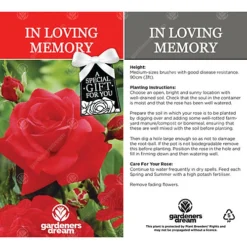 In Loving Memory Red Rose - Outdoor Plant, Ideal For Gardens, Compact Size -Outlet Green Shrub Hub Store in loving memory red rose outdoor plant ideal for gardens compact size5051641538792 03c MP