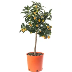 Kumquat Tree - Outdoor Fruit Tree, Grow Your Own Tasty Fruits, Ideal Size For UK Gardens In 20cm Pot (2-3ft)