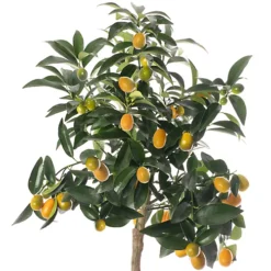 Kumquat Tree - Outdoor Fruit Tree, Grow Your Own Tasty Fruits, Ideal Size For UK Gardens In 20cm Pot (2-3ft) -Outlet Green Shrub Hub Store kumquat tree outdoor fruit tree grow your own tasty fruits ideal size for uk gardens in 20cm pot 2 3ft 5059442054923 03c MP
