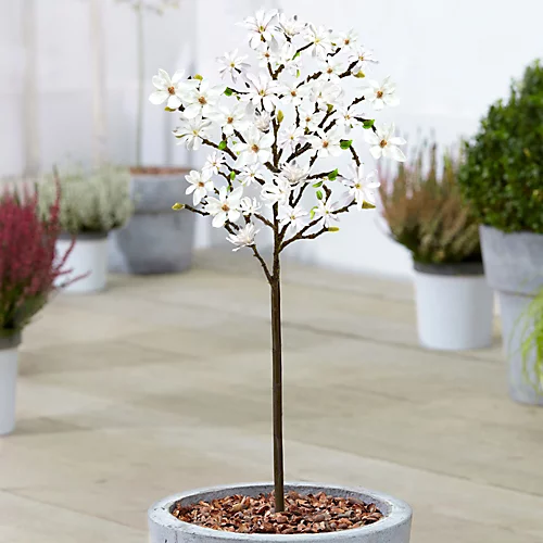 Magnolia Stellata Patio Tree - Stunning Variety, Ideal For UK Gardens, Compact Size (2-3ft) 1 Magnolia Stellata Patio Tree - Stunning Variety, Ideal For UK Gardens, Compact Size (2-3ft)