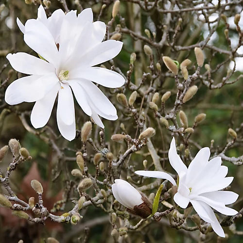 Magnolia Stellata Patio Tree - Stunning Variety, Ideal For UK Gardens, Compact Size (2-3ft) 2 Magnolia Stellata Patio Tree - Stunning Variety, Ideal For UK Gardens, Compact Size (2-3ft) - Image 2