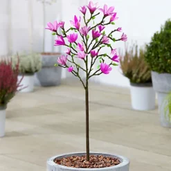 Magnolia Susan Patio Tree - Stunning Variety, Ideal For UK Gardens, Compact Size (2-3ft)