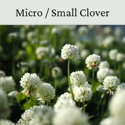 Micro Clover Seed For Lawn UK - 100% Small Leaf White Clover - Over Seeding Or New Areas - 100g Pack Covers 10-20m² -Outlet Green Shrub Hub Store micro clover seed for lawn uk 100 small leaf white clover over seeding or new areas 100g pack covers 10 20m 5065007977958 03c MP