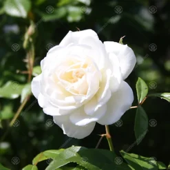 New Born Baby White Rose - Outdoor Plant, Ideal For Gardens, Compact Size -Outlet Green Shrub Hub Store new born baby white rose outdoor plant ideal for gardens compact size5051641562735 03c MP