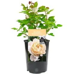 Paper Wedding 1st Anniversary White Rose - Outdoor Plant, Ideal For Gardens, Compact Size