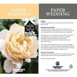 Paper Wedding 1st Anniversary White Rose - Outdoor Plant, Ideal For Gardens, Compact Size -Outlet Green Shrub Hub Store paper wedding 1st anniversary white rose outdoor plant ideal for gardens compact size5051641544687 03c MP