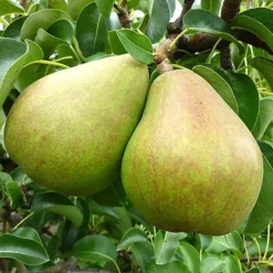 Pear Comice Patio Tree - Juicy Fruit-Bearing Tree For UK Patio Gardens - Outdoor Plant (2-3ft) -Outlet Green Shrub Hub Store pear comice patio tree juicy fruit bearing tree for uk patio gardens outdoor plant 2 3ft 5059442014606 04c MP
