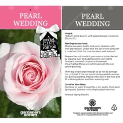 Pearl Wedding 30th Anniversary Pink Rose - Outdoor Plant, Ideal For Gardens, Compact Size -Outlet Green Shrub Hub Store pearl wedding 30th anniversary pink rose outdoor plant ideal for gardens compact size5051641544694 03c MP