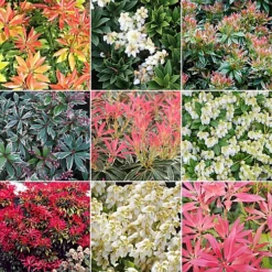 Pieris Plant Mix - Beautiful Collection Of Outdoor Plants, Ideal For UK Gardens, 9cm Pots (10 Pack)