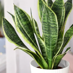 Plantsmith Cacti And Succulent Plant Feed, 500ml Fertiliser -Outlet Green Shrub Hub Store plantsmith cacti and succulent plant feed 500ml fertiliser5060874795407 03c MP