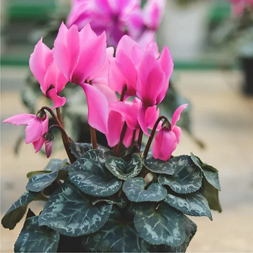 Plantsmith House Plant Feed, 500ml Fertiliser 3 Plantsmith House Plant Feed, 500ml Fertiliser - Image 3