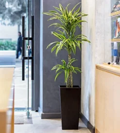 Plantsmith House Plant Feed, 500ml Fertiliser 7 Plantsmith House Plant Feed, 500ml Fertiliser -Outlet Green Shrub Hub Store plantsmith house plant feed 500ml fertiliser5060874795360 04c MP