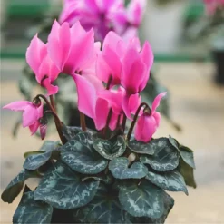 Plantsmith House Plant Mist, 500ml Fertiliser -Outlet Green Shrub Hub Store plantsmith house plant mist 500ml fertiliser5060874795353 03c MP