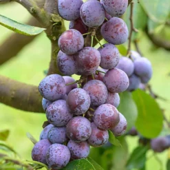 Plum Opal Patio Tree - Sweet Fruit-Bearing Tree For UK Patio Gardens - Outdoor Plant (2-3ft) -Outlet Green Shrub Hub Store plum opal patio tree sweet fruit bearing tree for uk patio gardens outdoor plant 2 3ft 5059442009619 03c MP