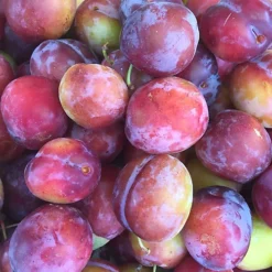 Plum Opal Patio Tree - Sweet Fruit-Bearing Tree For UK Patio Gardens - Outdoor Plant (2-3ft) -Outlet Green Shrub Hub Store plum opal patio tree sweet fruit bearing tree for uk patio gardens outdoor plant 2 3ft 5059442009619 04c MP