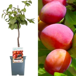 Plum Victoria Patio Tree - Delicious Fruit-Bearing Tree For UK Patio Gardens - Outdoor Plant