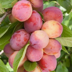 Plum Victoria Patio Tree - Delicious Fruit-Bearing Tree For UK Patio Gardens - Outdoor Plant -Outlet Green Shrub Hub Store plum victoria patio tree delicious fruit bearing tree for uk patio gardens outdoor plant5051641565279 04c MP