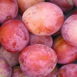 Plum Victoria Patio Tree - Delicious Fruit-Bearing Tree For UK Patio Gardens - Outdoor Plant -Outlet Green Shrub Hub Store plum victoria patio tree delicious fruit bearing tree for uk patio gardens outdoor plant5051641565279 05c MP