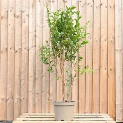 Privet 1m Height Native Hedge Plant Pack Of 10 -Outlet Green Shrub Hub Store privet 1m height native hedge plant pack of 105056684004365 03c MP