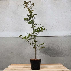 Purple Beech 1m Height Native Hedge Plant Pack Of 10 -Outlet Green Shrub Hub Store purple beech 1m height native hedge plant pack of 105056684004389 03c MP