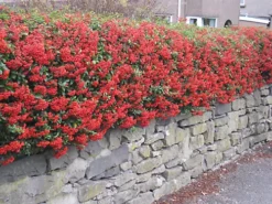 Pyracantha Red 60cm Height Evergreen Hedge Plant Pack Of 12