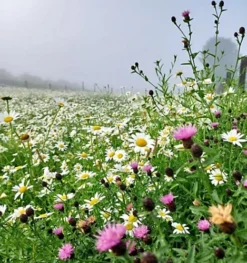 Restore & Enrich Wildflower Seed BSRE 100% (5 Kg) 6 Restore & Enrich Wildflower Seed BSRE 100% (5 Kg) -Outlet Green Shrub Hub Store restore enrich wildflower seed bsre 100 5 kg 00002135 03c MP