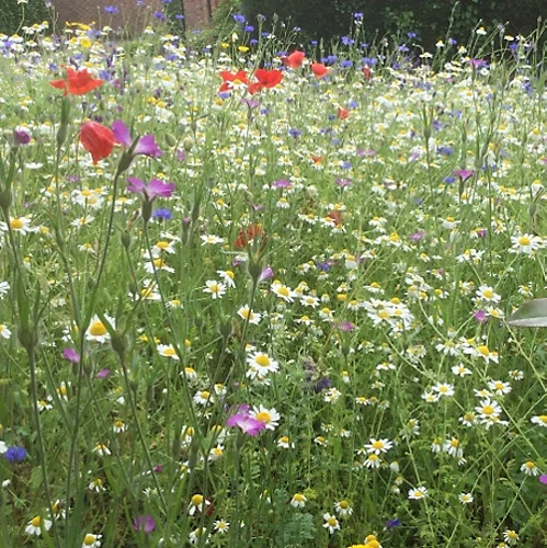 Restore & Enrich Wildflower Seed BSRE 100% (5 Kg) 4 Restore & Enrich Wildflower Seed BSRE 100% (5 Kg) - Image 4