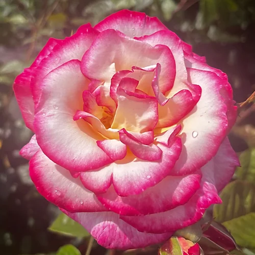 Rose Handel - 5L Pot Established 1 Rose Handel - 5L Pot Established