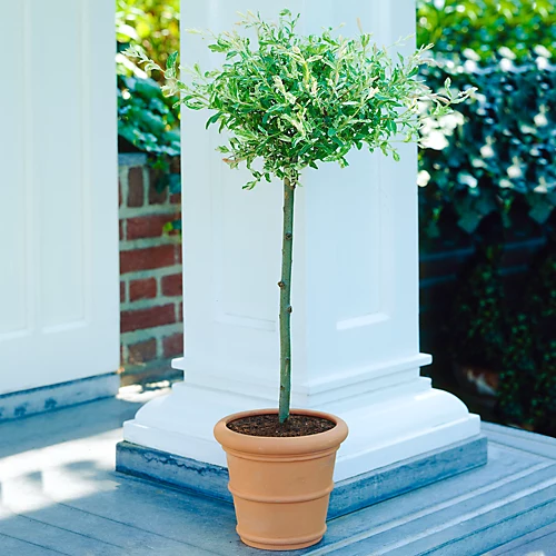 Salix Hakuro Nishiki Patio Tree - Stunning Variety, Ideal For UK Gardens, Compact Size (2-3ft) 1 Salix Hakuro Nishiki Patio Tree - Stunning Variety, Ideal For UK Gardens, Compact Size (2-3ft)