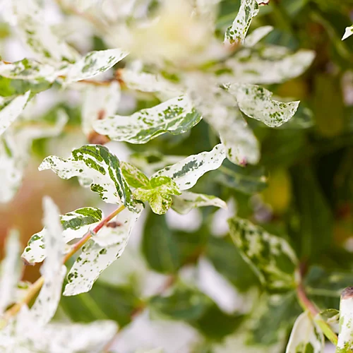 Salix Hakuro Nishiki Patio Tree - Stunning Variety, Ideal For UK Gardens, Compact Size (2-3ft) 2 Salix Hakuro Nishiki Patio Tree - Stunning Variety, Ideal For UK Gardens, Compact Size (2-3ft) - Image 2