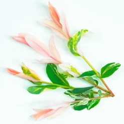 Salix Hakuro Nishiki Patio Tree - Stunning Variety, Ideal For UK Gardens, Compact Size (2-3ft) 6 Salix Hakuro Nishiki Patio Tree - Stunning Variety, Ideal For UK Gardens, Compact Size (2-3ft) -Outlet Green Shrub Hub Store salix hakuro nishiki patio tree stunning variety ideal for uk gardens compact size 2 3ft 5051641249230 04c MP