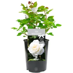Tin Wedding 10th Anniversary White Rose - Outdoor Plant, Ideal For Gardens, Compact Size