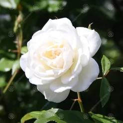Tin Wedding 10th Anniversary White Rose - Outdoor Plant, Ideal For Gardens, Compact Size -Outlet Green Shrub Hub Store tin wedding 10th anniversary white rose outdoor plant ideal for gardens compact size5051641556130 03c MP