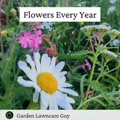 UK Native Wild Flower Mix 20g (10m²) -Outlet Green Shrub Hub Store uk native wild flower mix 20g 10m 5065007977477 03c MP