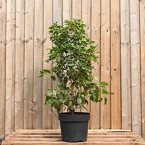 Viburnum Tinus 'Eve Price' 70cm Height Evergreen Instant Hedge Pack Of 16 2 Viburnum Tinus 'Eve Price' 70cm Height Evergreen Instant Hedge Pack Of 16 - Image 2