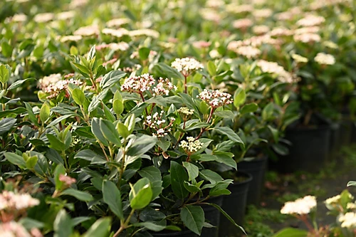 Viburnum Tinus 'Eve Price' 70cm Height Evergreen Instant Hedge Pack Of 16 3 Viburnum Tinus 'Eve Price' 70cm Height Evergreen Instant Hedge Pack Of 16 - Image 3