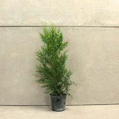 Western Red Cedar 1m Height Evergreen Hedge Plant Pack Of 10 -Outlet Green Shrub Hub Store western red cedar 1m height evergreen hedge plant pack of 105056684004440 03c MP
